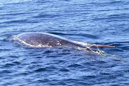 Makah whale hunt